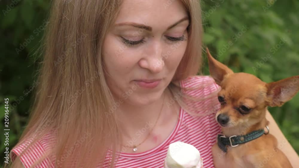 The dog licks ice cream. A faithful pet of a woman is sitting in her arms. Toy terrier eats a delicious cream ice cream. Ice cream cone with strawberry taste is a harmful food for dogs. The dog licks ice cream. A faithful pet of a woman is sitting in her arms. Toy terrier eats a delicious cream ice cream. Ice cream cone with strawberry taste is a harmful food for dogs.
