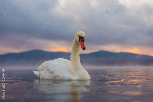 White Swan  at Lake Yamanaka with Mt. Fuji background