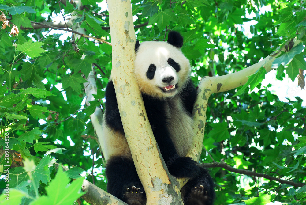 Fototapeta premium young panda climbing up and playing on the tree