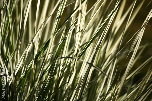 Grass graphics./Motley long leaves of a grass a ryegrass at morning lighting create a unique graphic picture. photo