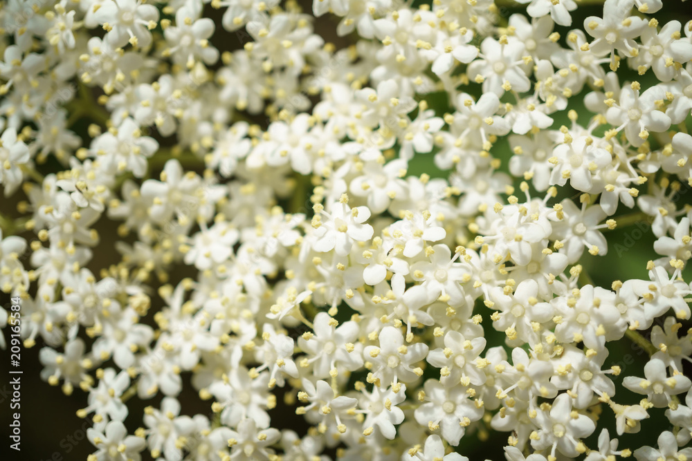 Black Elderberries flowers close Black Elderberries flowers close