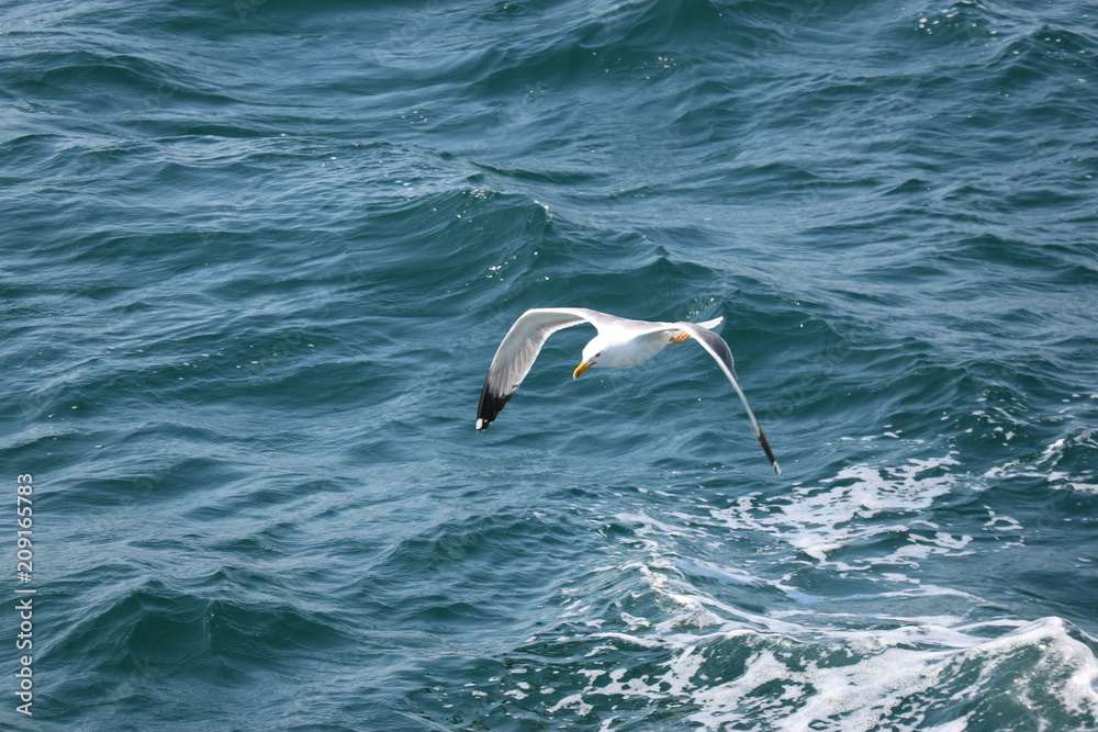 Naklejka premium Seagull over the Mediterranean sea