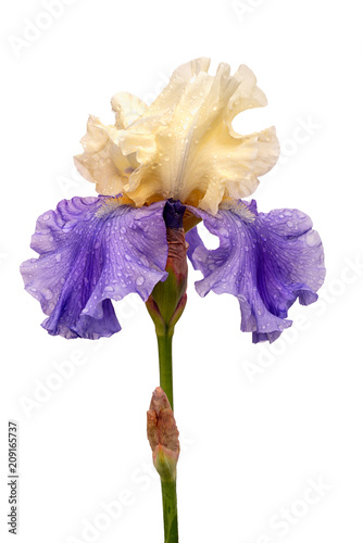 wet blue and yellow iris flower isolated on white background