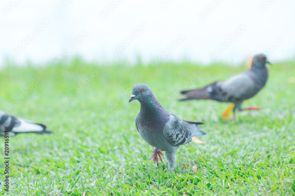 pigeons are walking on the lawn. pigeons are walking on the lawn.