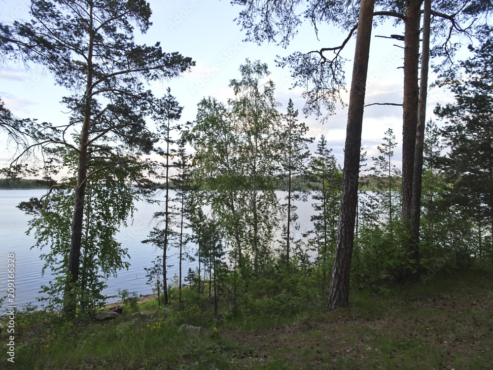 Fototapeta premium Summer landscape: evening in the forest by the lake