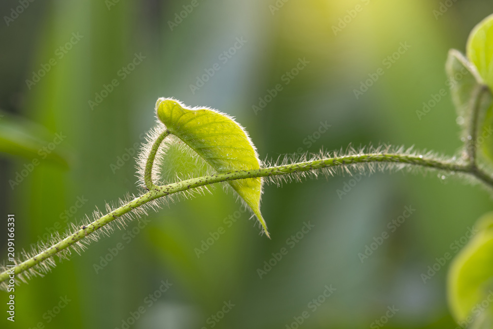 Fototapeta premium Leaves of trees reptiles with beautiful morning light.
