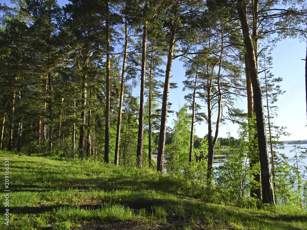 Obraz premium Summer landscape: sunny morning forest on the shore of the lake