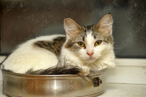 fluffy Siberian kitten teenager lies in a frying pan on the windowsill photo