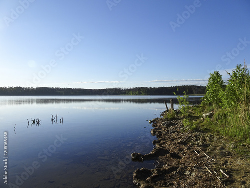 Summer landscape  Sunny morning on the shore of a forest lake