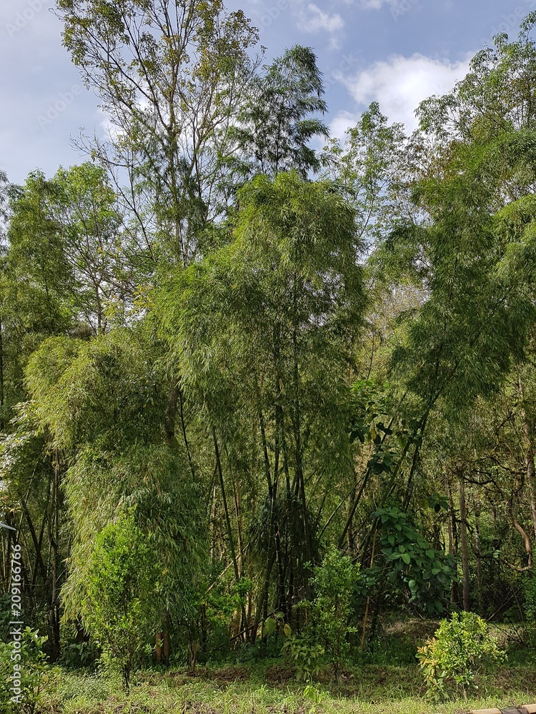 bambu gigante