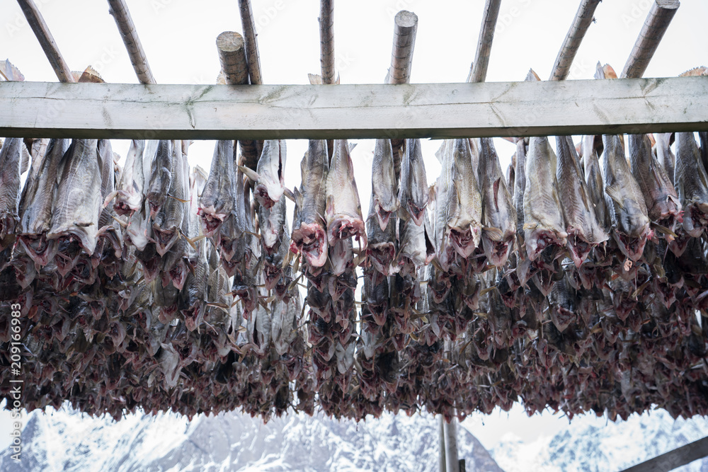 Dried processed fishes hanging on wooden structure for food preservative in Lofoten,Norway / Food preservative concept