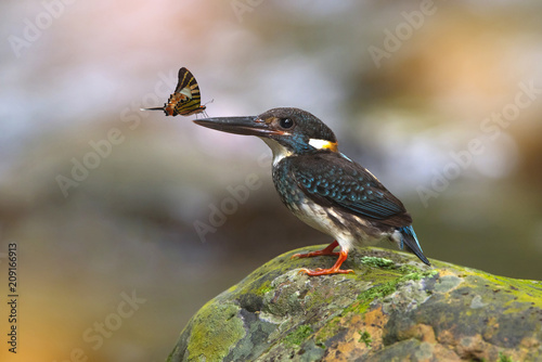 Little butterfly is on the mouth of the Blue-banded Kingfisher © chamnan phanthong