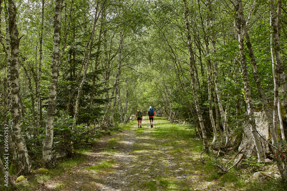 Couple of backpackers walking away in a beautiful forest trail Couple of backpackers walking away in a beautiful forest trail