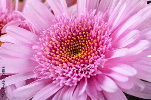 Pink gerbera flower background