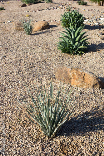 Desert landscaping with native drought tolerant Agave succulents, golden barrel cacti, natural boulder and rocks in Phoenix, Arizona