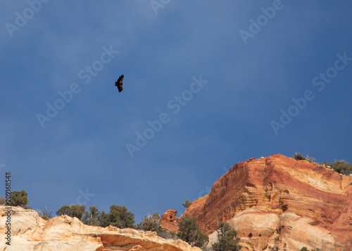 California condor circling above the red sandstone cliffs of Zion National park Utah blue sky and clouds in the background