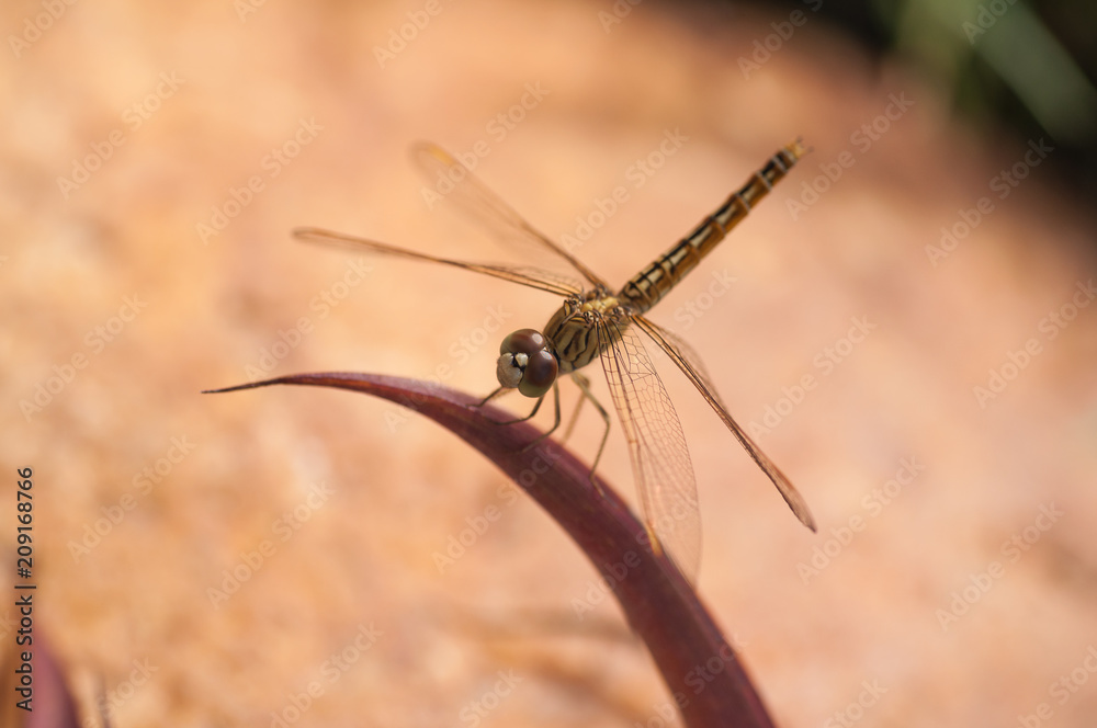 The Globe Skimmer dragonfly or Pantala Flavescens perching on a leaf in Sri Lanka The Globe Skimmer dragonfly or Pantala Flavescens perching on a leaf in Sri Lanka
