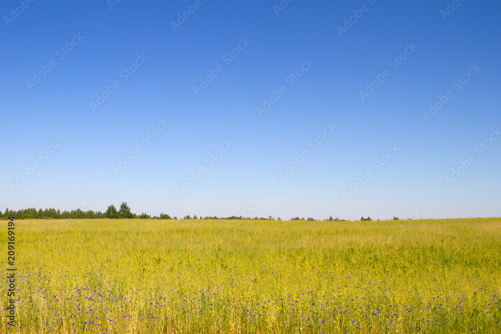 blue cornflowers on a green meadow