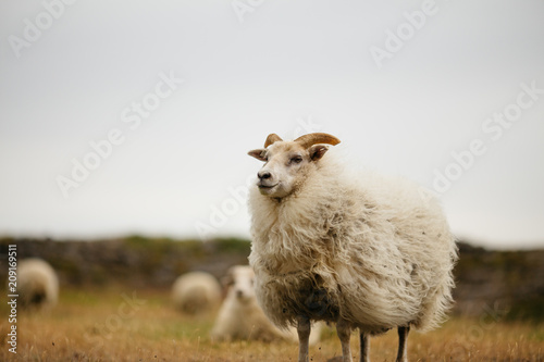 Icelandic sheep in Iceland photo