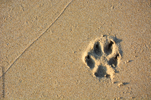 Fototapeta Naklejka Na Ścianę i Meble -  dog single paw print on beach sand, copy space