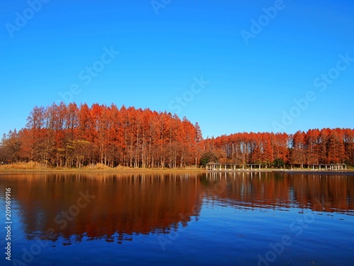 Wallpaper Mural autumn lake mizumoto-kouen tokyo japan Torontodigital.ca