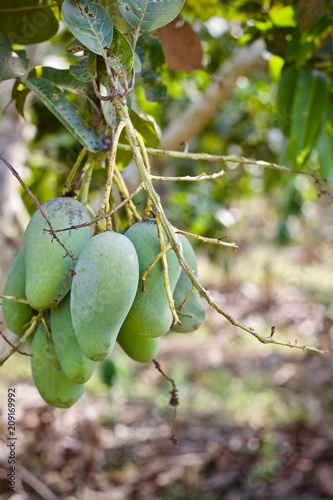 Mango tree fruit nature 