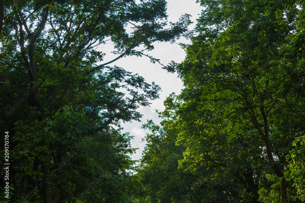 Fototapeta premium sky view with the trees hanging around