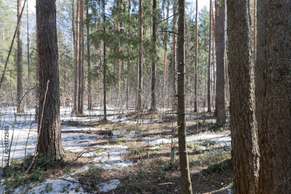 Bright sunny pine forest in the snow Bright sunny pine forest in the snow