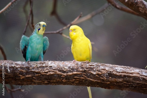 Parakeets
