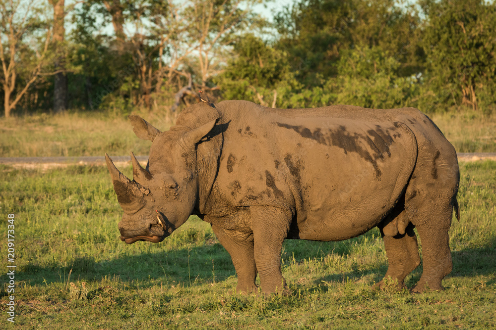 Portrait of a large White Rhino in a open meadow. Portrait of a large White Rhino in a open meadow.