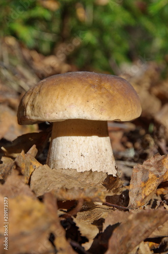 White mushroom or boletus (lat. Boletus edulis) grows in the forest