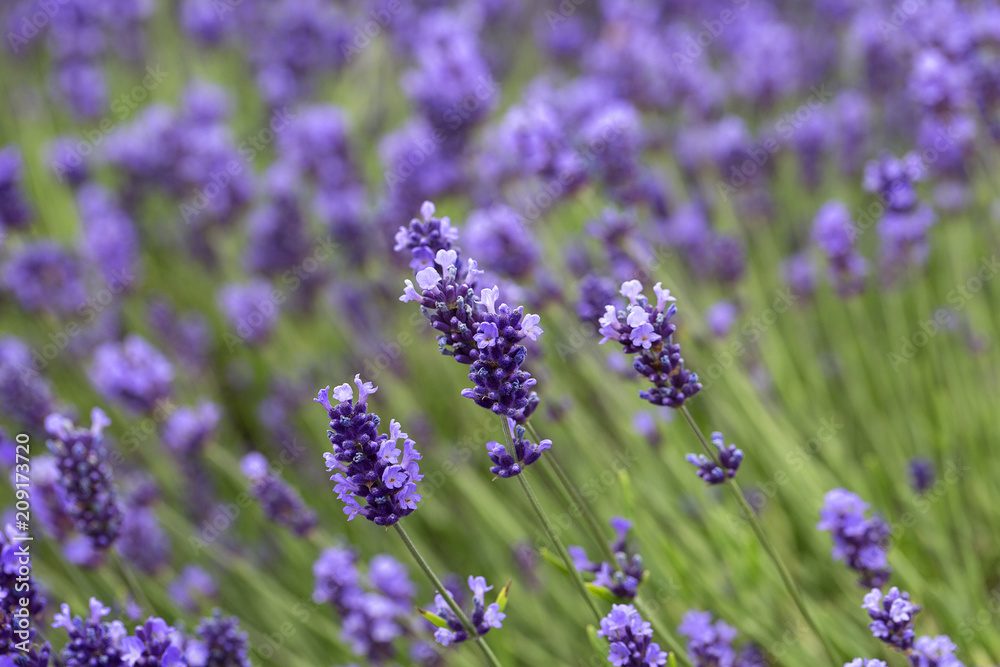 Fototapeta premium Lavender flowers blooming in the garden, beautiful lavender field.