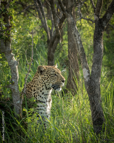 Female leopard looking for potential prey.