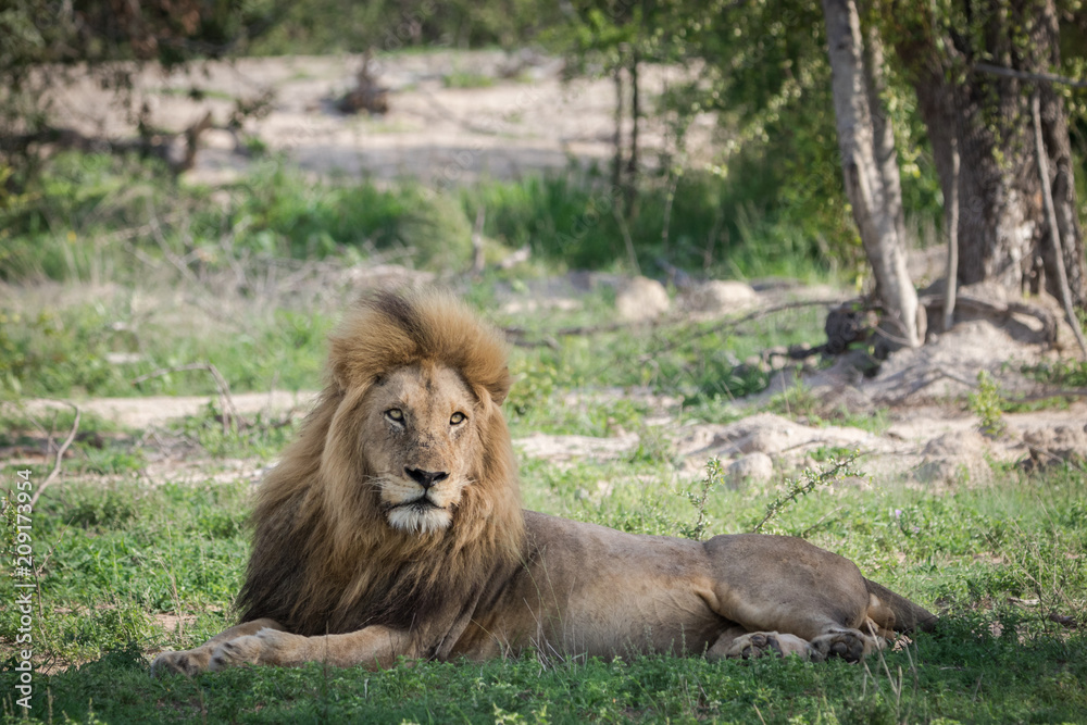 Magnificent male Lion resting under a biig tree. Magnificent male Lion resting under a biig tree.