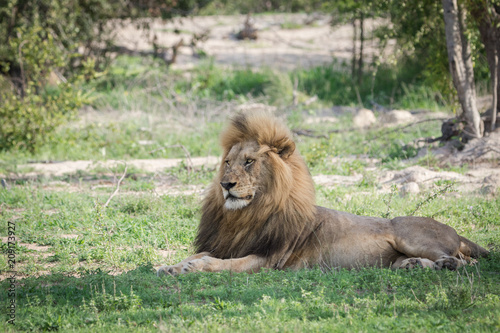 Fototapeta Naklejka Na Ścianę i Meble -  Gorgeous male lion laying under a tree.
