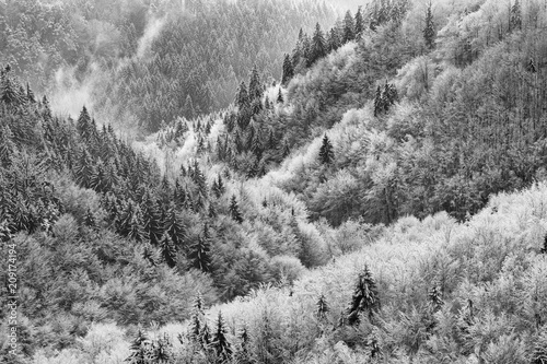 Black white snow covered trees.