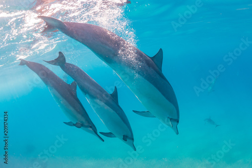 Diving Dolphins © Melissa