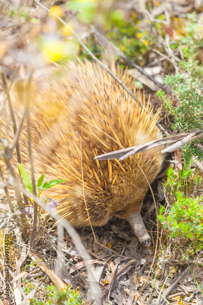 Obraz premium Short-beaked Echidna in the wild
