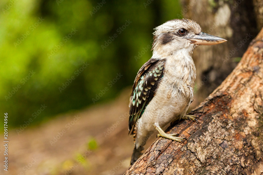 Kookaburra on a branch, Queensland, Australia Kookaburra on a branch, Queensland, Australia