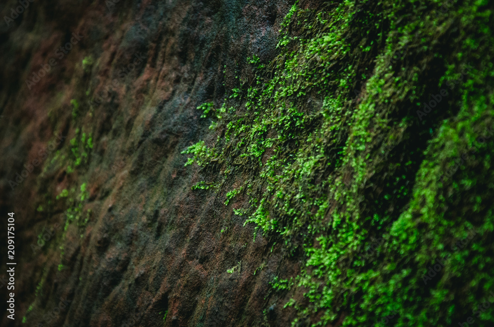 green moss grows on a rock in the forest green moss grows on a rock in the forest