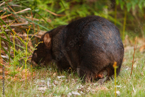 Australian wombat  carrying a baby in her pouch