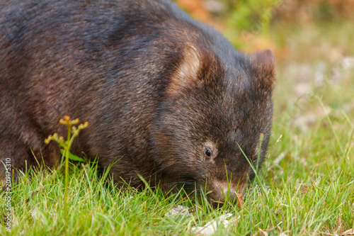 Australian wombat  carrying a baby in her pouch