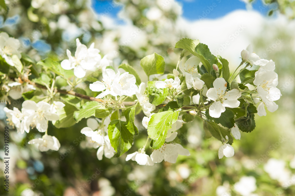 Apple blossom flowers in spring Apple blossom flowers in spring