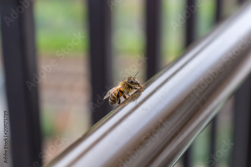 A bee taken in JapanA bee taken in Japan