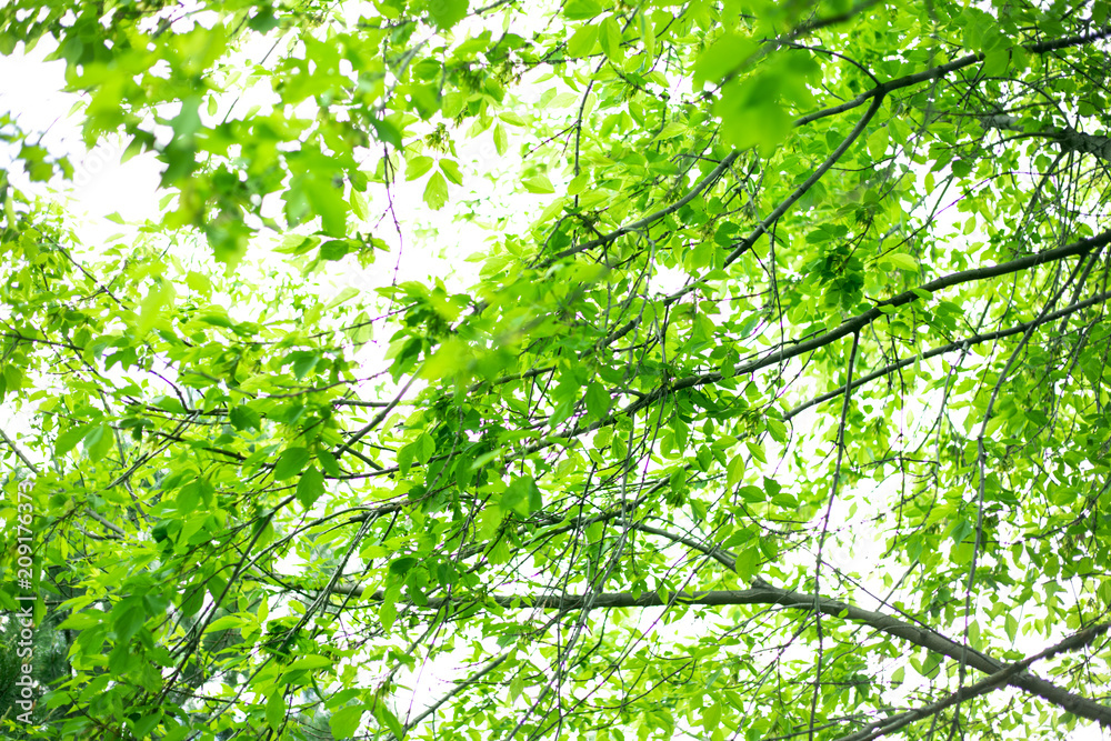 nature nature