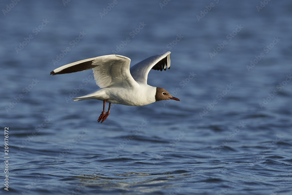 Black-headed gull (Chroicocephalus ridibundus) Black-headed gull (Chroicocephalus ridibundus)