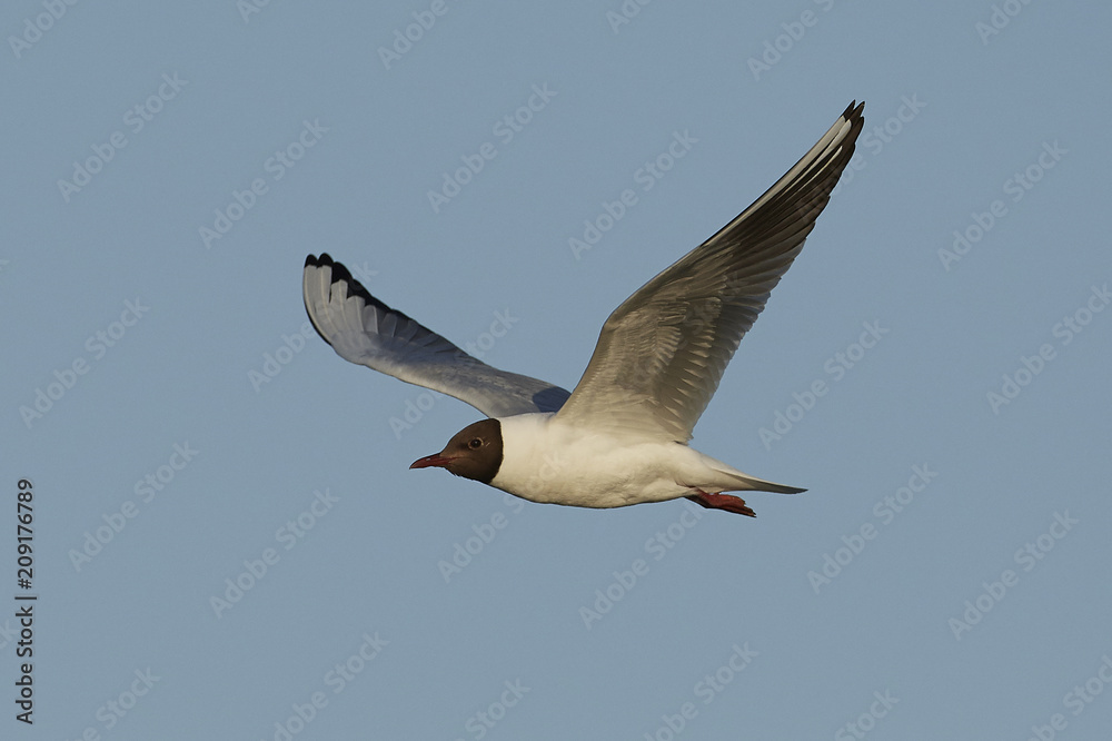 Black-headed gull (Chroicocephalus ridibundus) Black-headed gull (Chroicocephalus ridibundus)