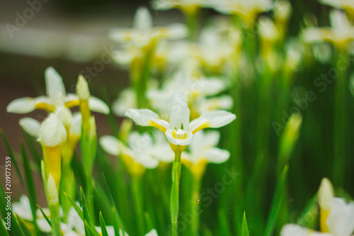 Fototapeta Naklejka Na Ścianę i Meble -  Nature Of The Far East. Perennial plants, flowers. Nature in early summer. Bloom flowers irises.