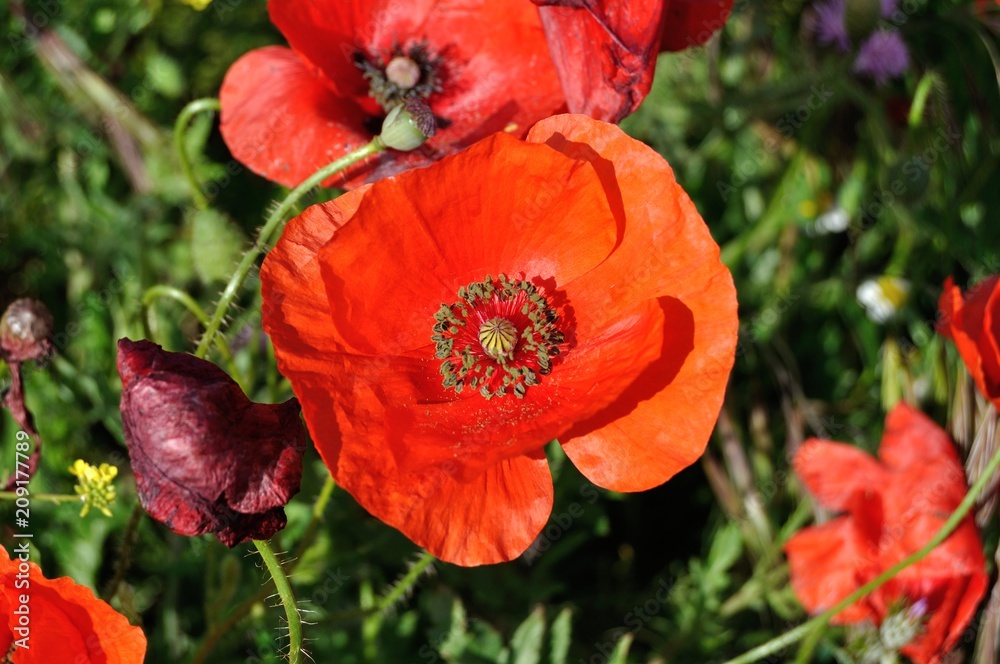 Amapola Amapola