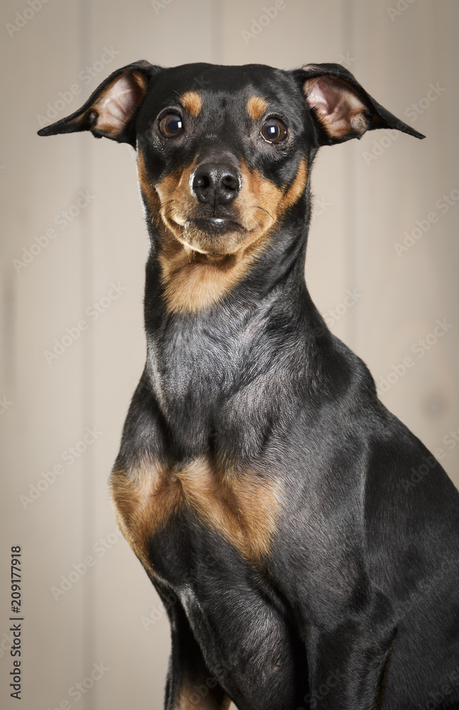Studio portrait of an expressive pinscher dog against wooden background